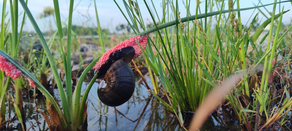 A close-up photo of a channeled apple snail laying pink egg masses on a tall grass stalk in a wetland environment. The snail's shell is partially visible.