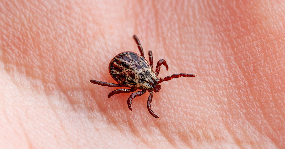 How To Properly Dispose of Ticks