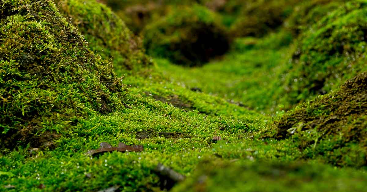 Researchers Discover Moss That Filters Arsenic, Turning Contaminated Water Into Safe Drinking Supply