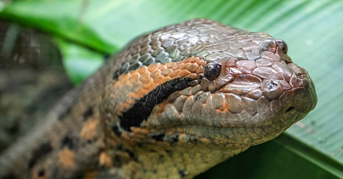 Man Who Wanted to Be Swallowed by a Snake Instantaneously Regretted His Decision