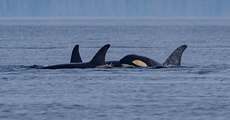After 37 Years, Orcas Are Rocking ‘Dead Salmon Hats’ Once Again - Featured image