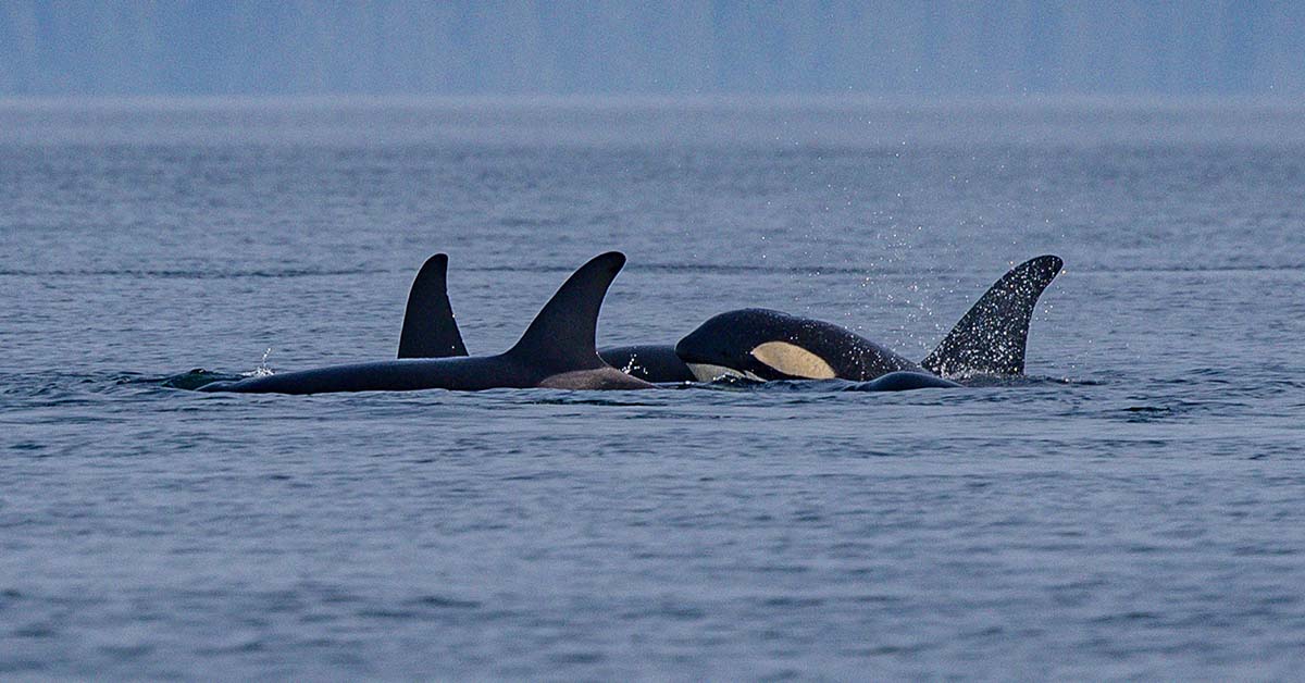 After 37 Years, Orcas Are Rocking ‘Dead Salmon Hats’ Once Again