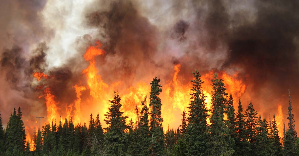 How Certain Birds of Prey Deliberately Ignite Wildfires