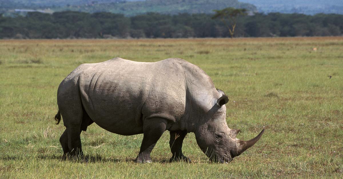 23 Extinct Animals We’ve Lost in the Past 150 Years