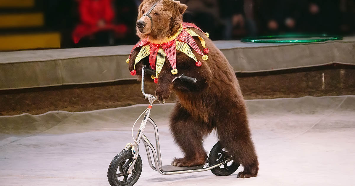 8 Ethical Reasons to Skip the Animal Circus