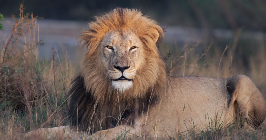 Three ‘Rhino Poachers’ Eaten By Lions After Breaking In To South African Game Reserve - Featured image