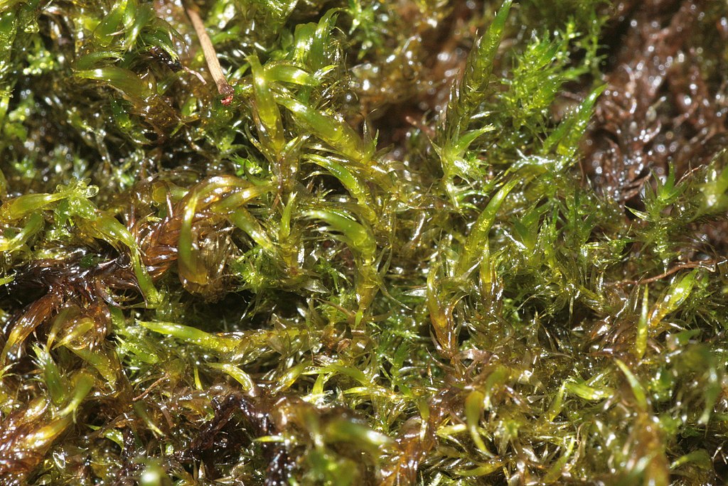 Warnstorfia fluitans