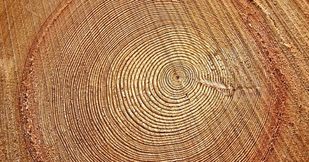 Ancient tree tells chaotic tale of Earth’s magnetic field reversal - Featured image
