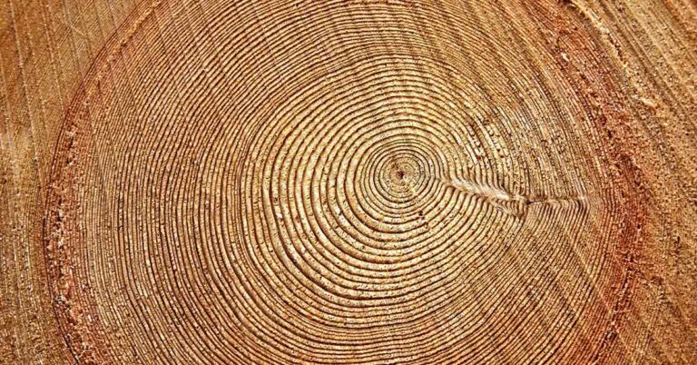 Ancient tree tells chaotic tale of Earth’s magnetic field reversal - Featured image