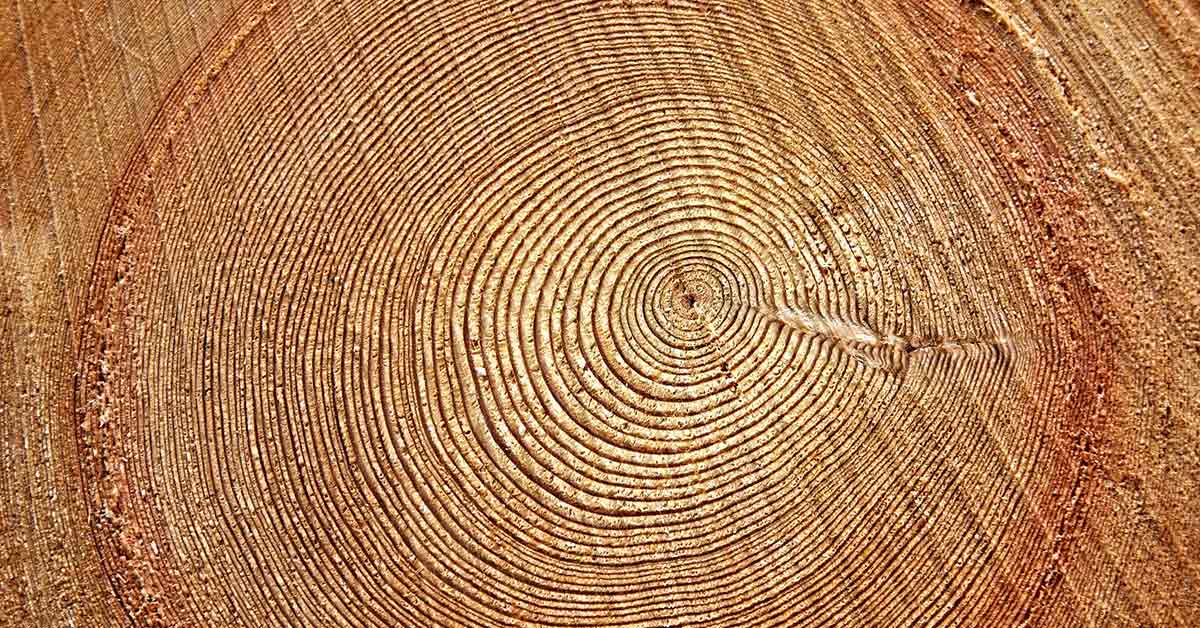Ancient tree tells chaotic tale of Earth’s magnetic field reversal