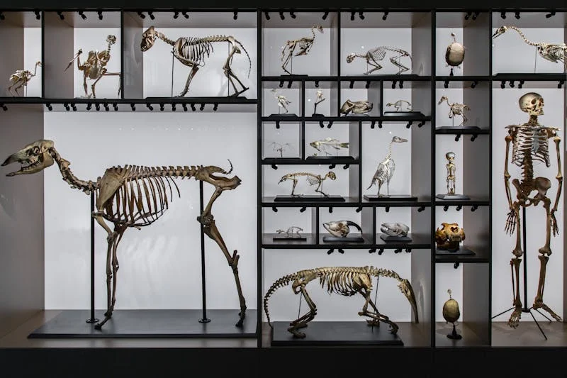 collection of skeletons 