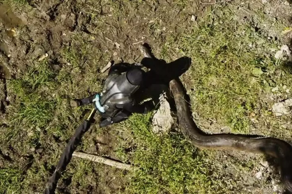 Rosolie approached the green anaconda on all fours