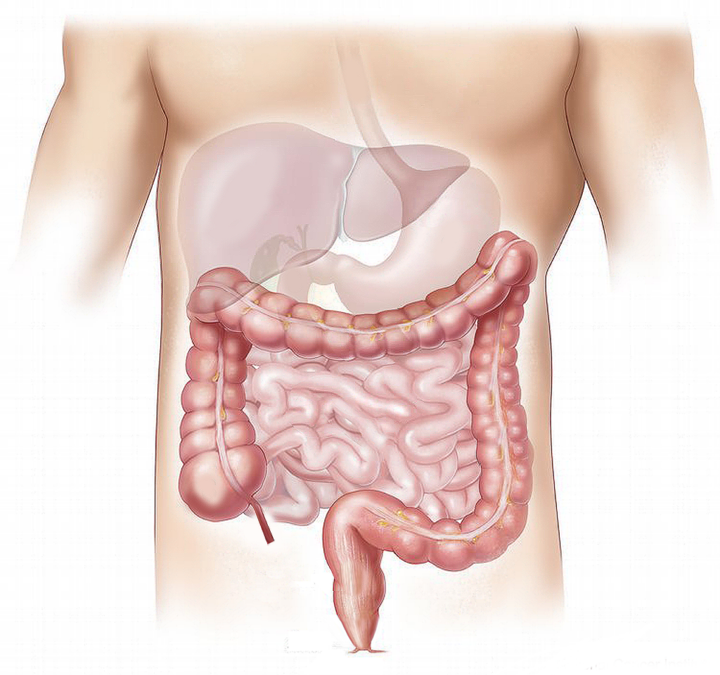 a look at the human intestines