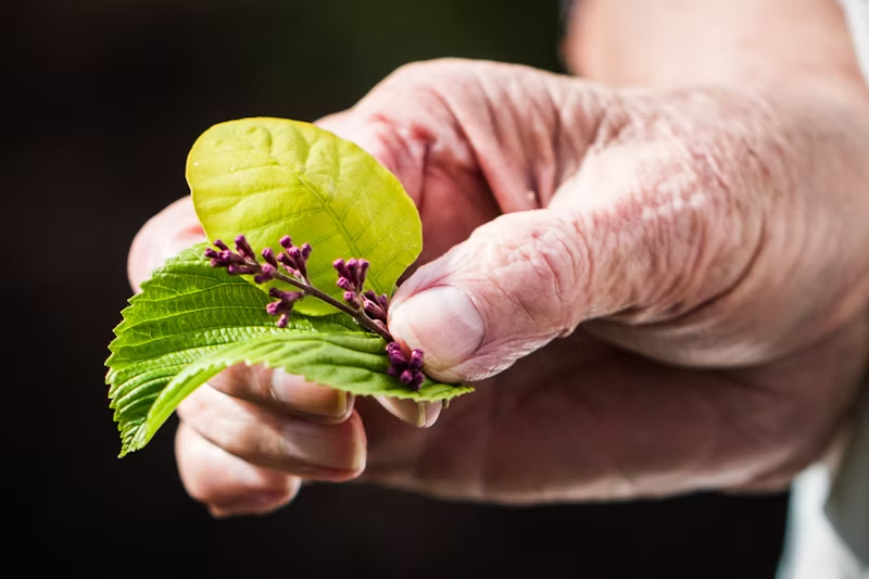 an elderly hand holding some flora