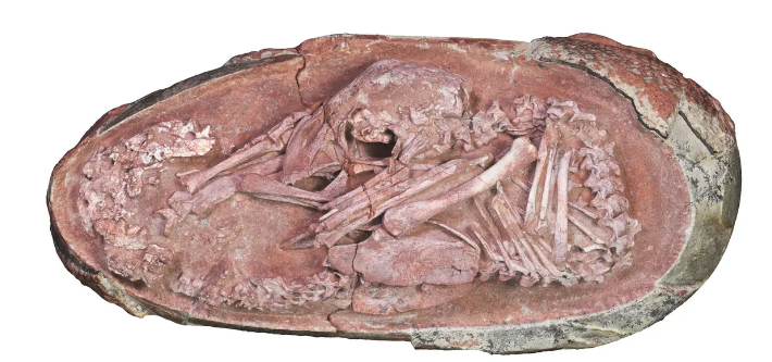 The oviraptorosaur embryo known as Baby Yingliang.
