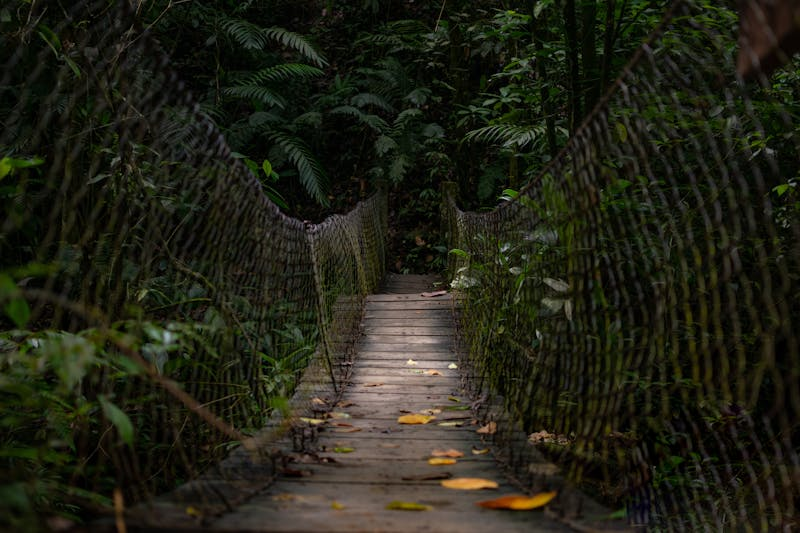 a jungle trail