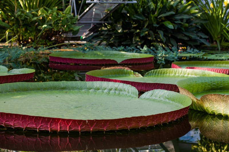 Massive lillypads on the waters of the Amazon