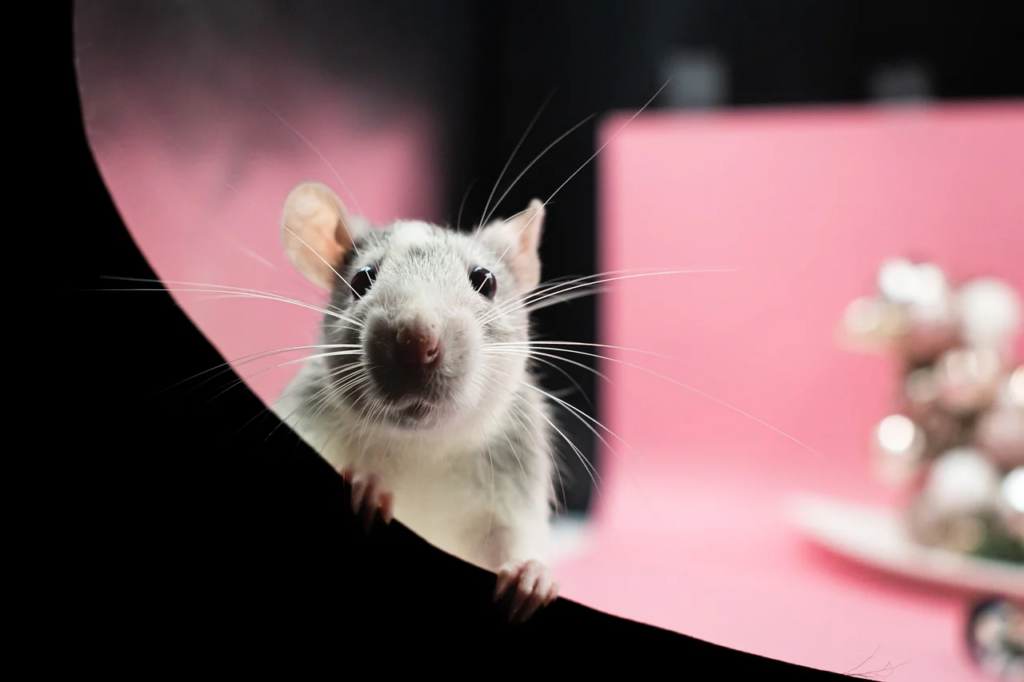 mice in a lab