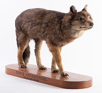 falkland island wolf