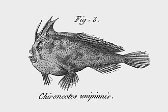 smooth handfish