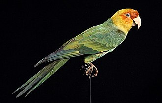 carolina parakeet