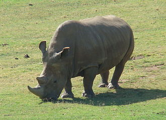 northern white rhino