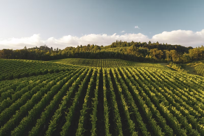 rolling hills of farm field