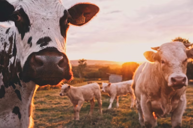 cows in a field at sunset