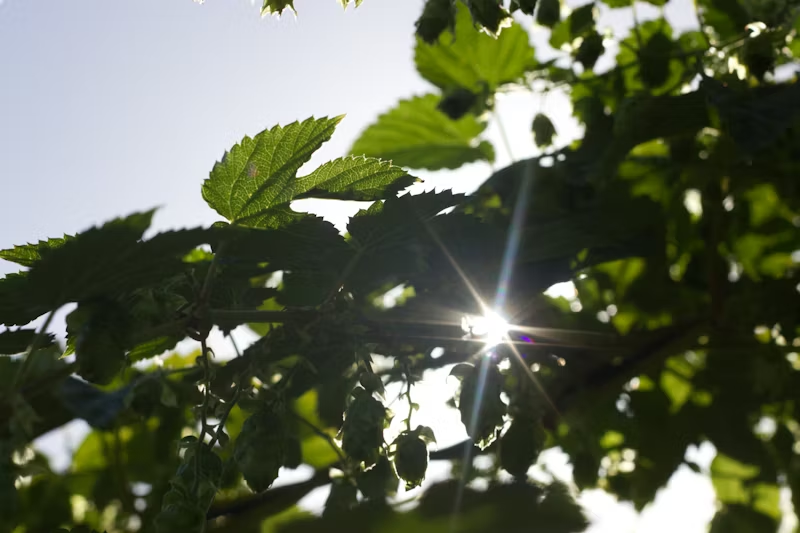 the sun shining through some leaves