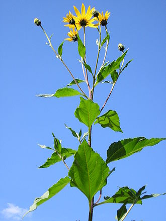 sunchokes