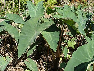 taro root
