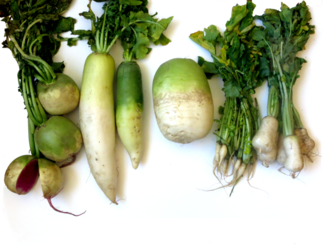 daikon radish