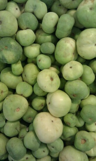 Indian round gourd