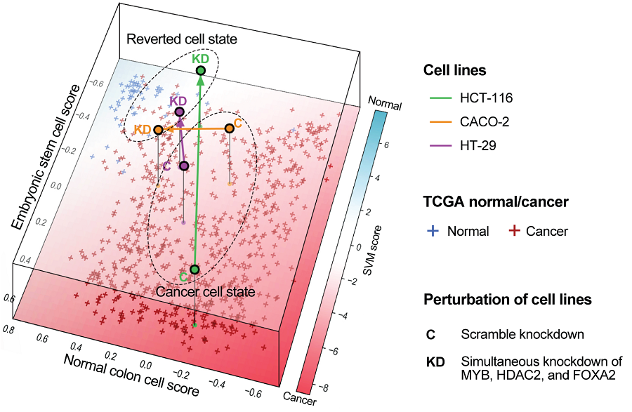 The change in overall gene expression was confirmed through the regulation of the identified key regulatory factors, which converted the state of colon cancer cells to that of normal colon cells.