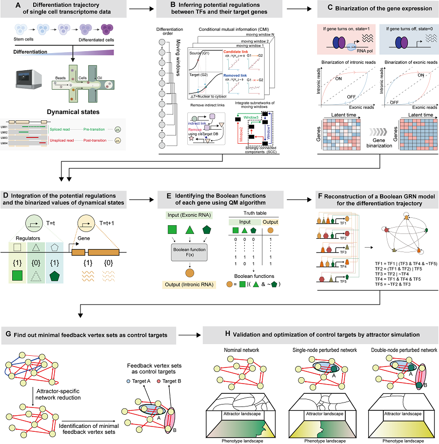 Technology for creating a digital twin of a gene network from single-cell transcriptome data of a normal cell differentiation trajectory. They developed a technology to discover key regulatory factors that control the differentiation trajectory of normal cells by simulating and analyzing this digital twin.