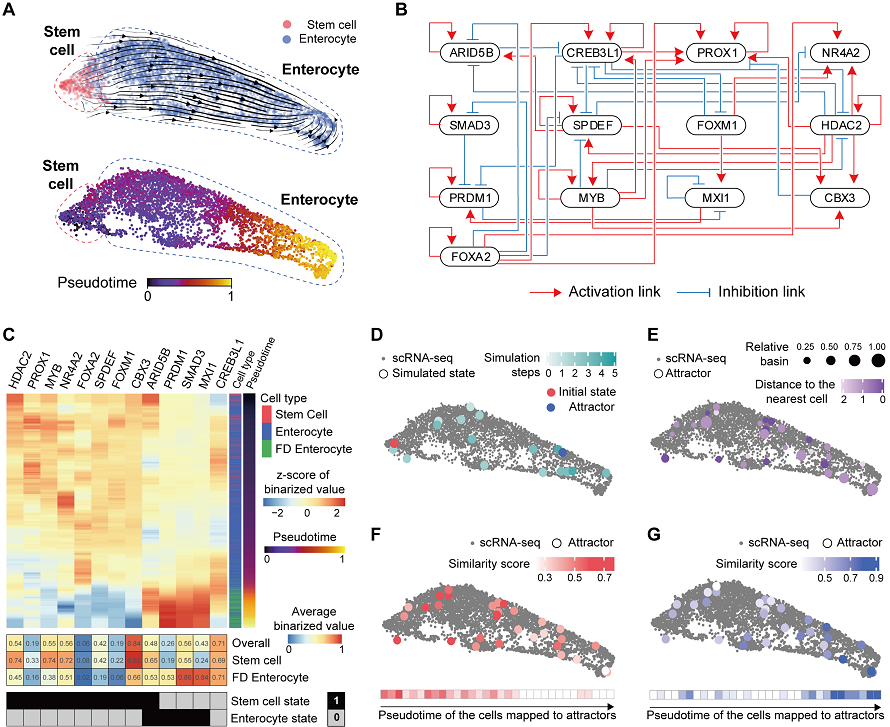 Digital twin simulation simulating the differentiation trajectory of normal colon cells. The dynamics of single-cell transcriptome data for the differentiation trajectory of normal colon cells were analyzed and a digital twin of the gene network was developed representing the regulatory relationships of key genes in this differentiation trajectory. The simulation results of the digital twin confirm that it readily reproduces the dynamics of single-cell transcriptome data