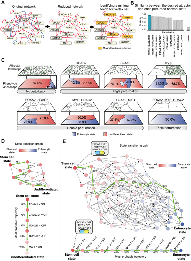 Discovery of top-level key control factors that induce differentiation of normal colon cells with new cancer treatment.