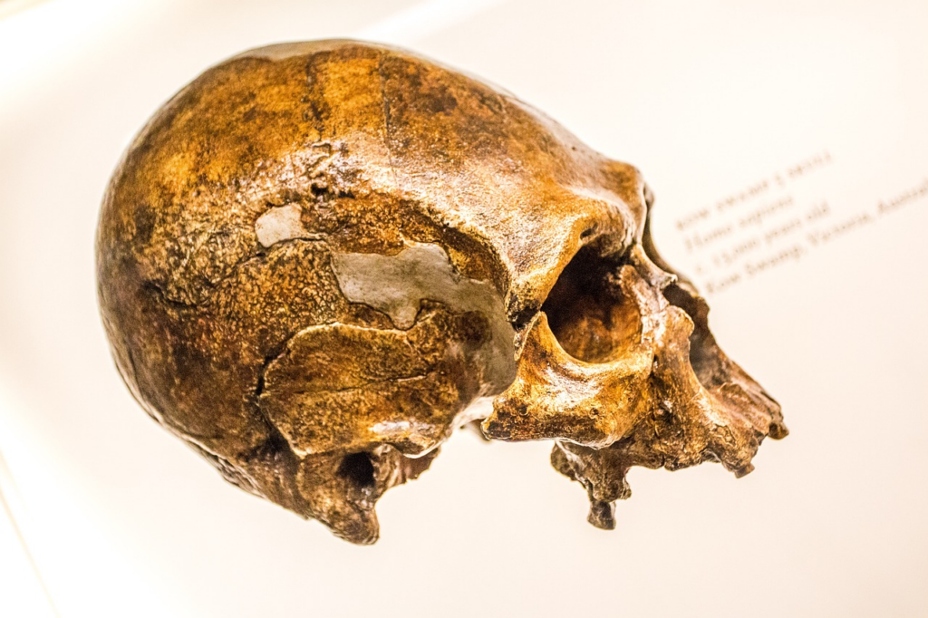 an older, larger skull