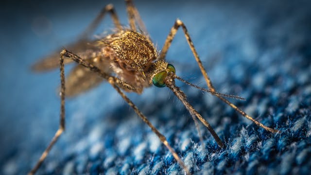 a mosquito