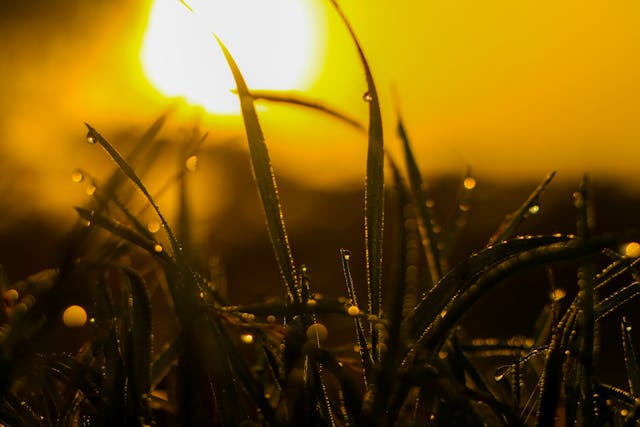 morning sun