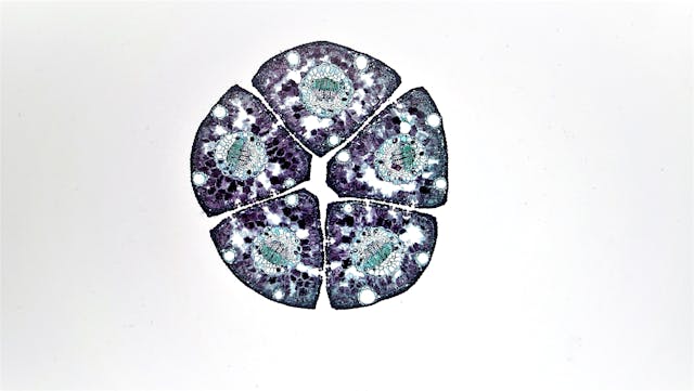 cell