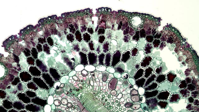 cell