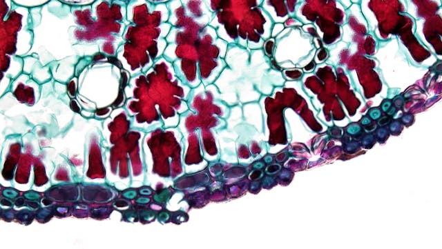 cell