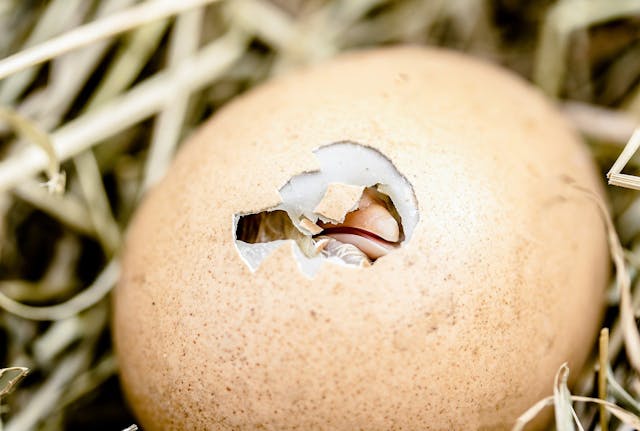 bird hatching