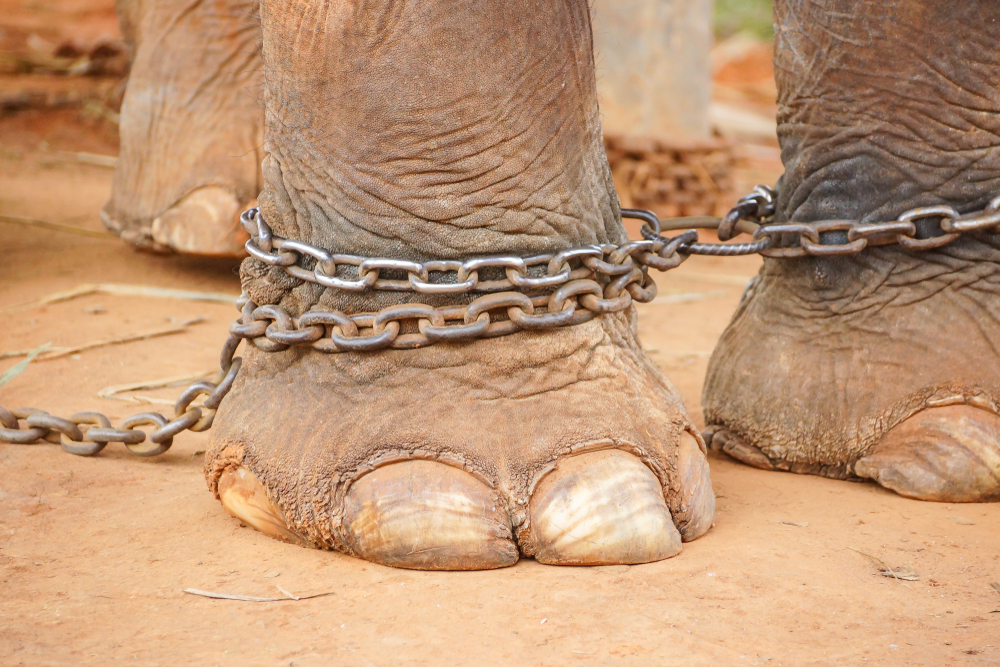 Chained elephant feet