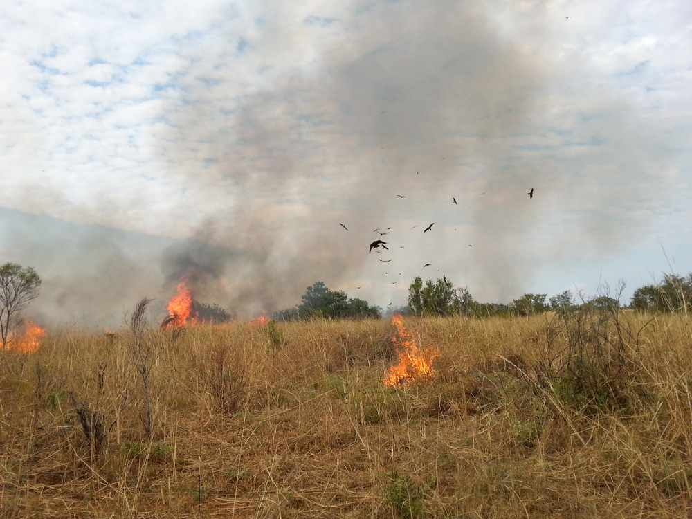 Black Kites and Wedge Tail Eagles scouring for prey escaping from planned fire burn on local Kimberley cattle station in northern Australia.
