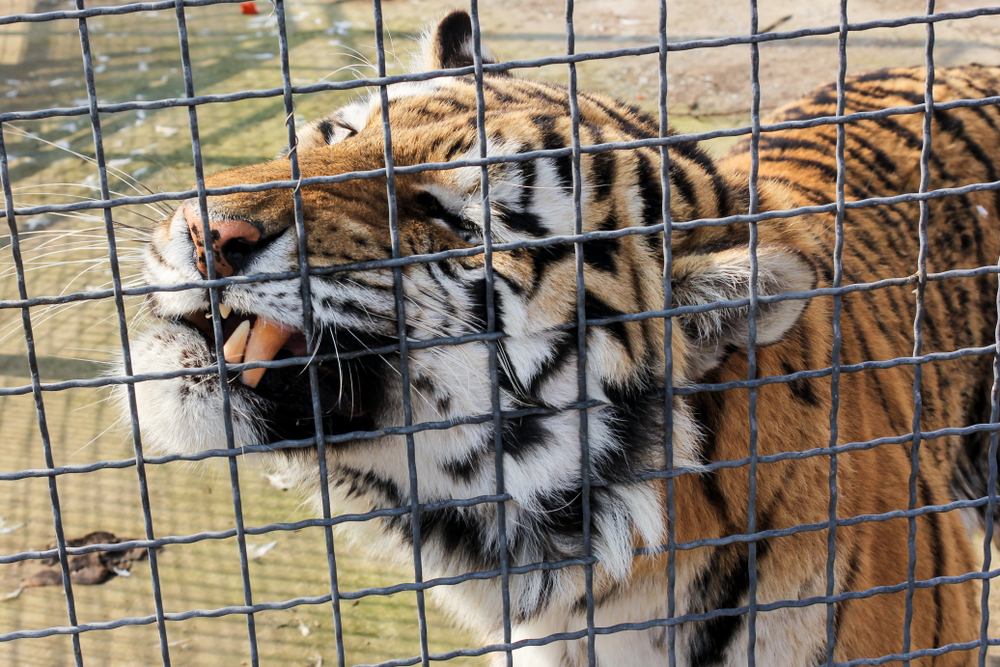 Tiger behind bars showing fangs.