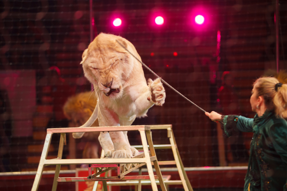 performance of a trainer of lions in a circus