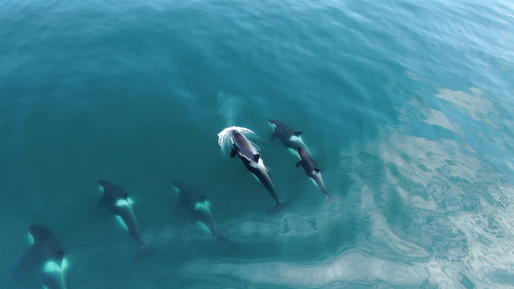 Wild Orcas Whales pod in open water in blue ocean
