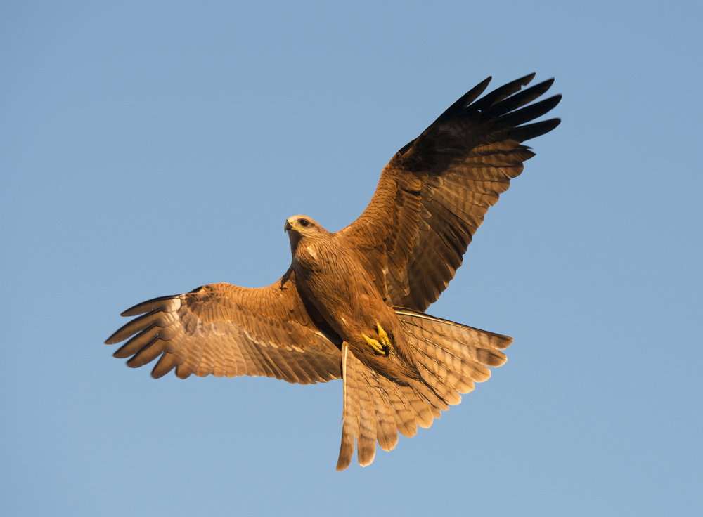 whistling kite in flight
